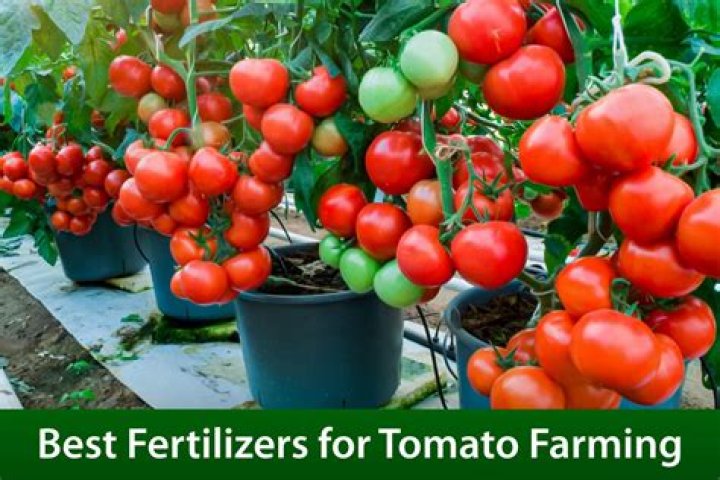 What is the best fertilizer for tomatoes?