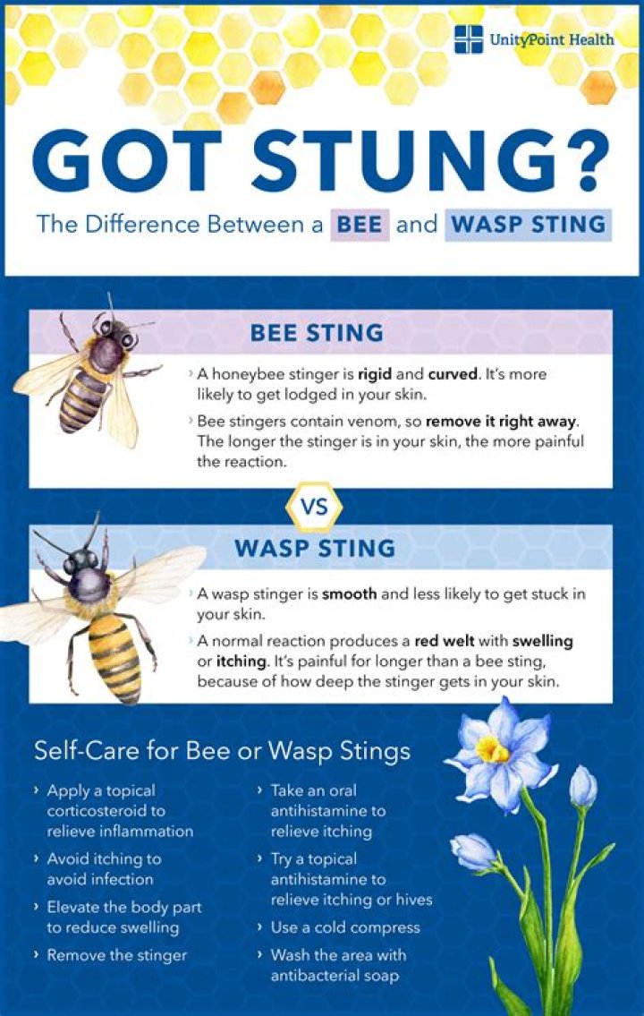 What is the best thing to put on a wasp sting?