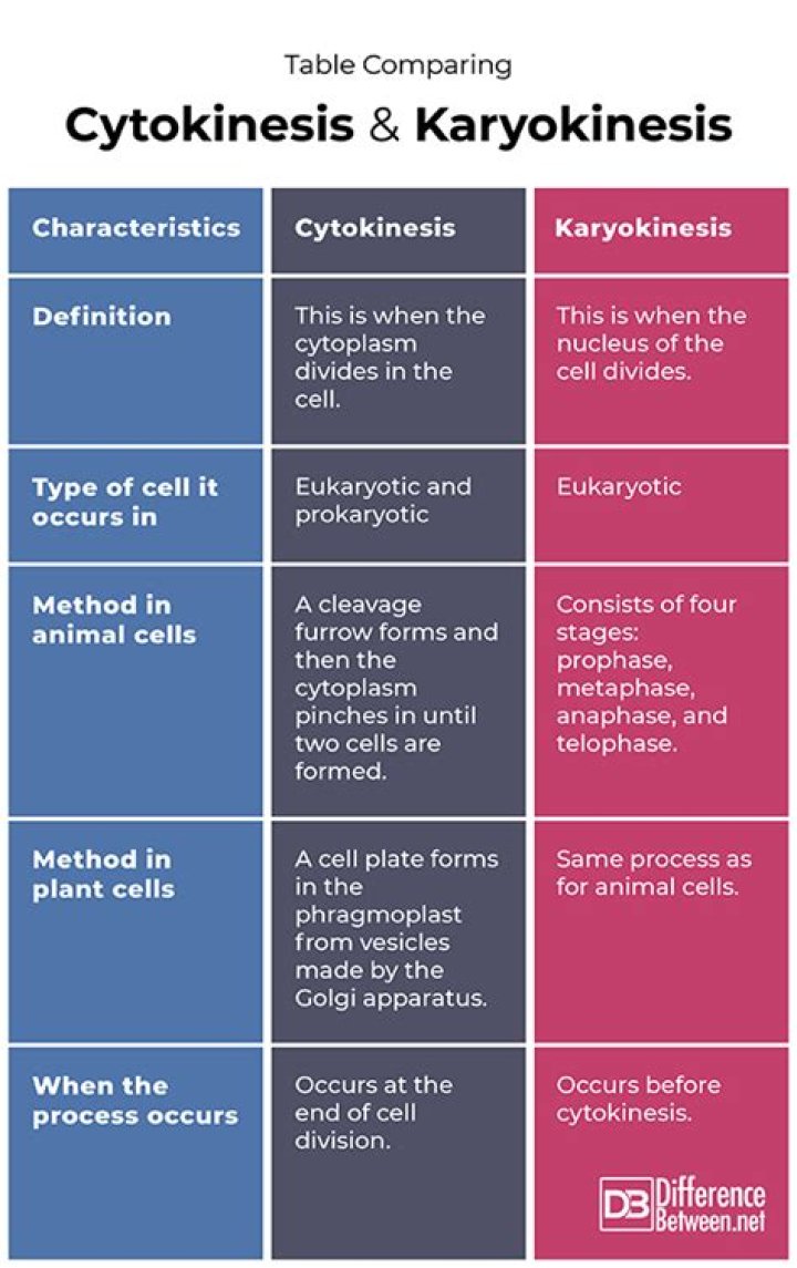 What is the difference between karyotype and karyokinesis?