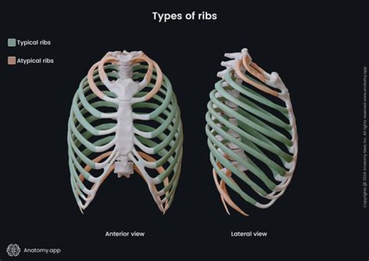 What is the difference between side ribs and back ribs?