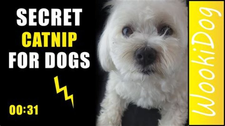 What is the dog equivalent of catnip?