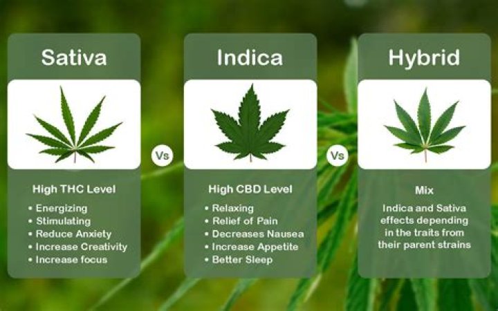 What is the easiest indica strain to grow?