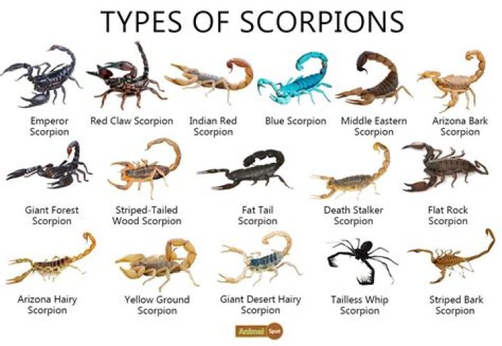 What is the fear of scorpions called?