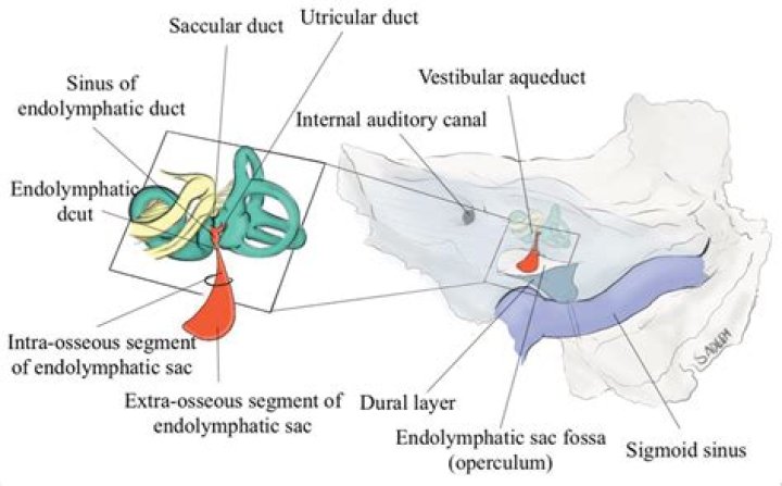 What is the function of endolymph?