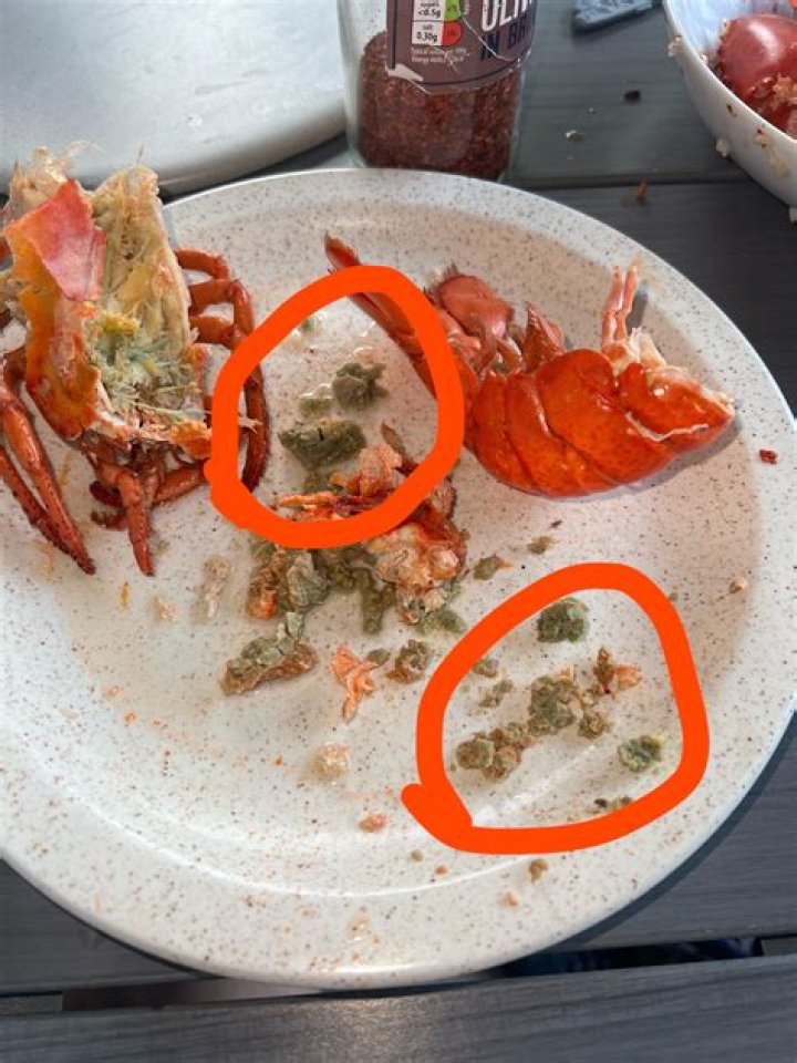 What is the GREY stuff in lobster?
