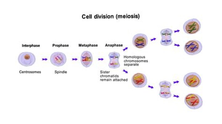 What is the importance of meiosis in terms of chromosomes number in the human life cycle?