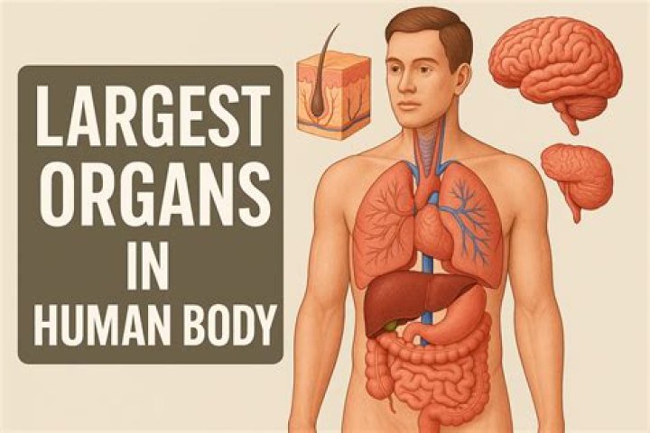 What is the largest organ in the body?
