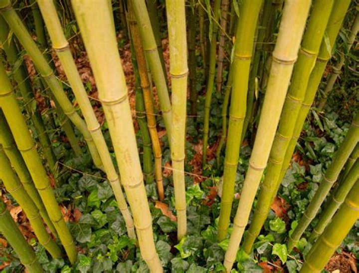 What is the least invasive bamboo?