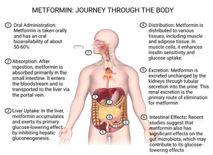 What is the long term effect of taking metformin?