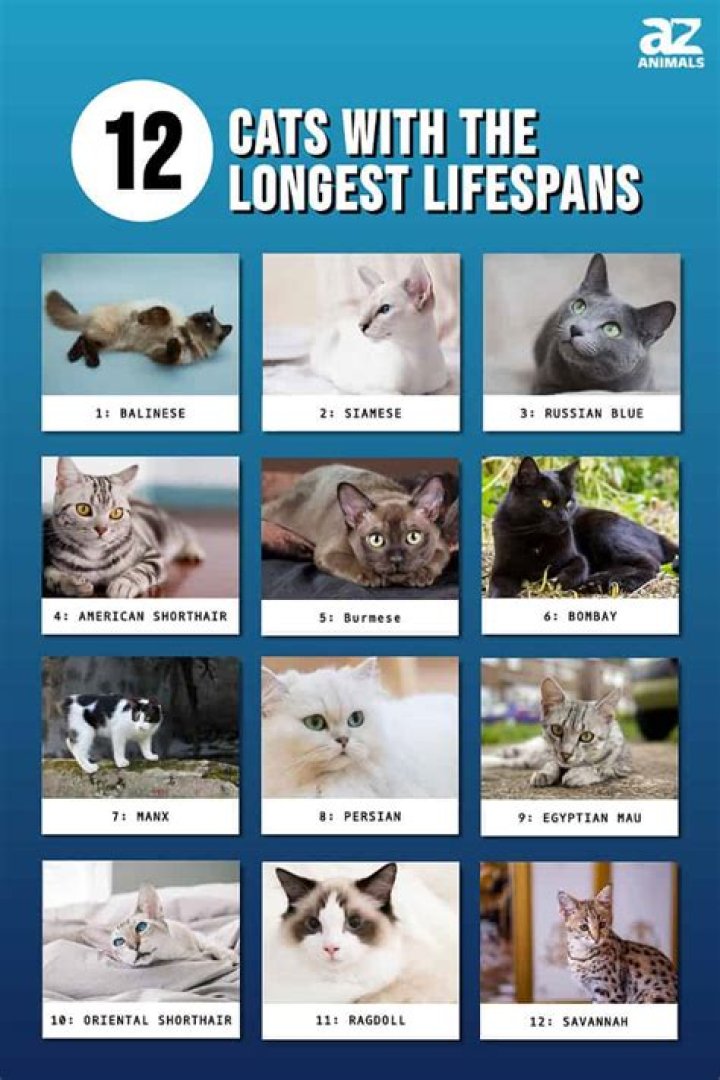 What is the longest lifespan of a cat?