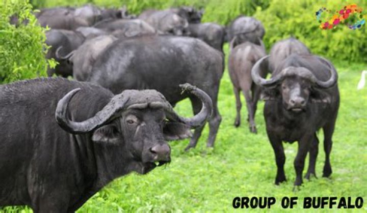 What is the meat of buffalo called?