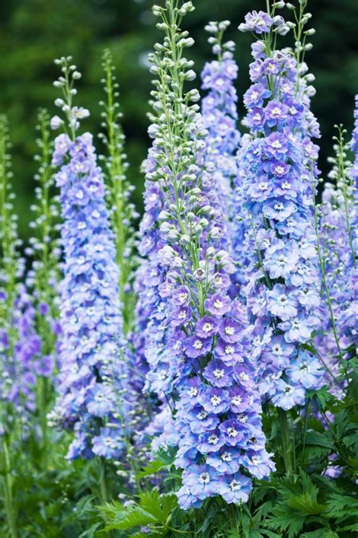 What is the most beautiful flower on Earth?