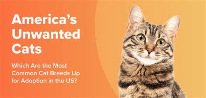 What is the most common type of animal abuse?