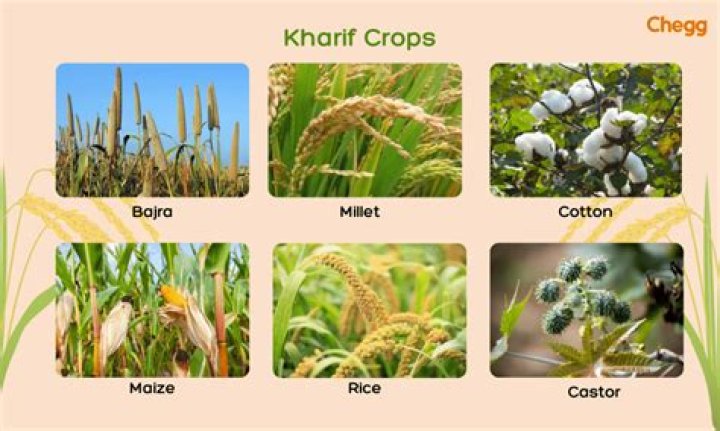 What is the number 1 crop in the world?