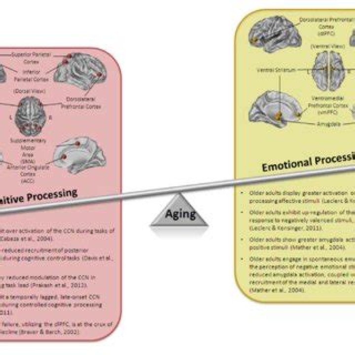 What is the paradox of aging?