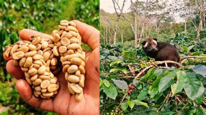 What is the rarest coffee in the world?