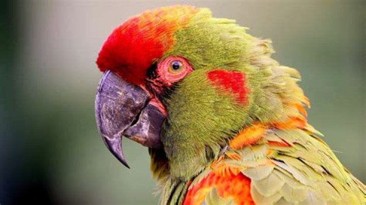 What is the rarest country?