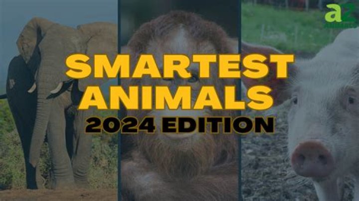 What is the second smartest animal besides humans?