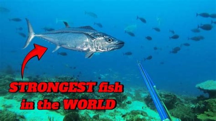 What is the strongest fish in the world?