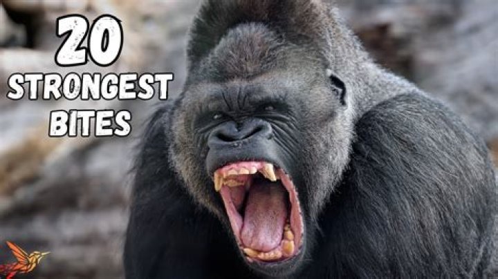 What is the strongest punch?