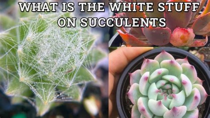 What is the white stuff that comes out of scallops?