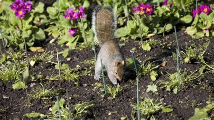 What keeps squirrels out of garden?