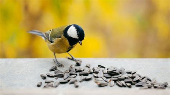What kind of bird eats sunflower seeds?