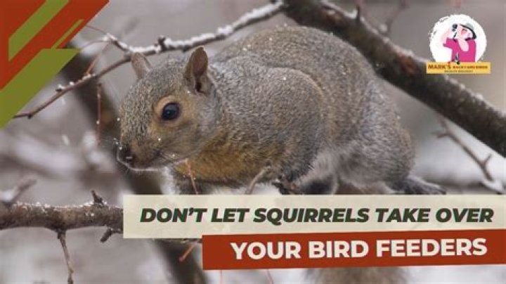 What kind of bird seed will squirrels not eat?