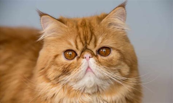 What kind of cat is Garfield?