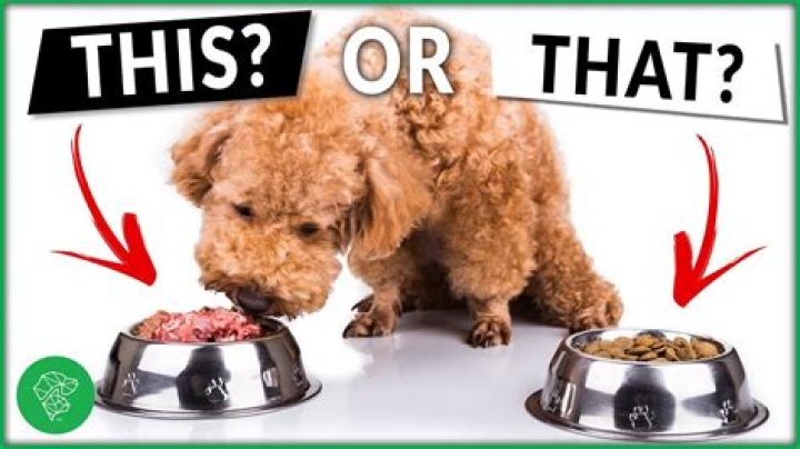 What kind of meat is best for dogs?