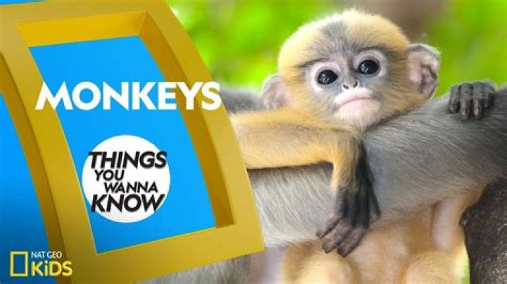 What makes a monkey special?