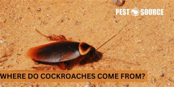 What month do cockroaches come out?