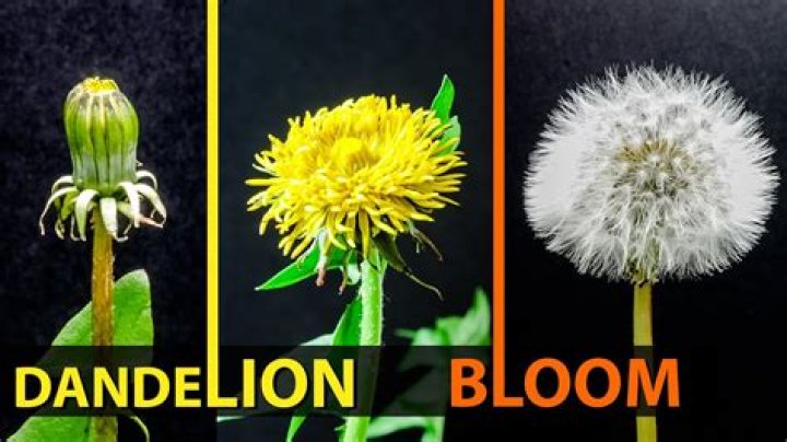 What month do dandelions bloom?