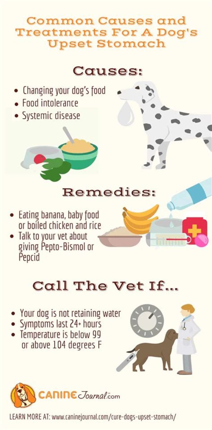 What natural remedy can I give my dog for diarrhea?