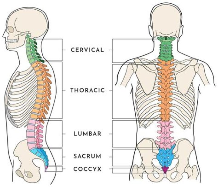 What organs are affected by thoracic spine?