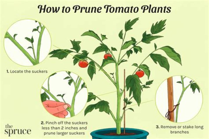 What part of the tomato plant do you pinch off?