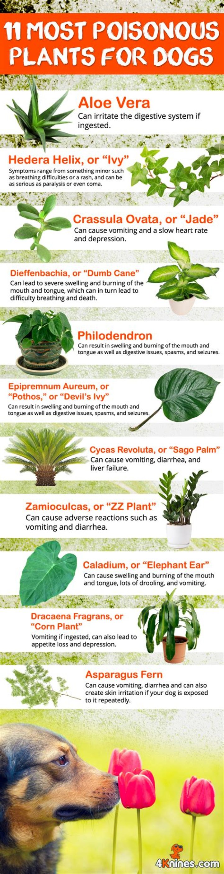 What plants keep dogs away?