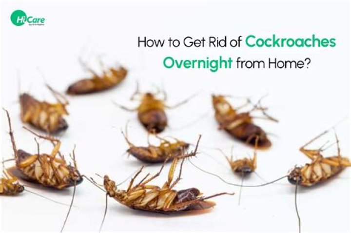 What really works and getting rid of roaches?