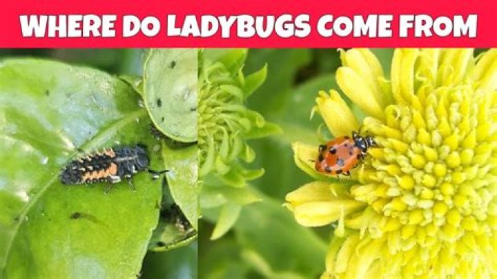 What season do ladybugs come out?