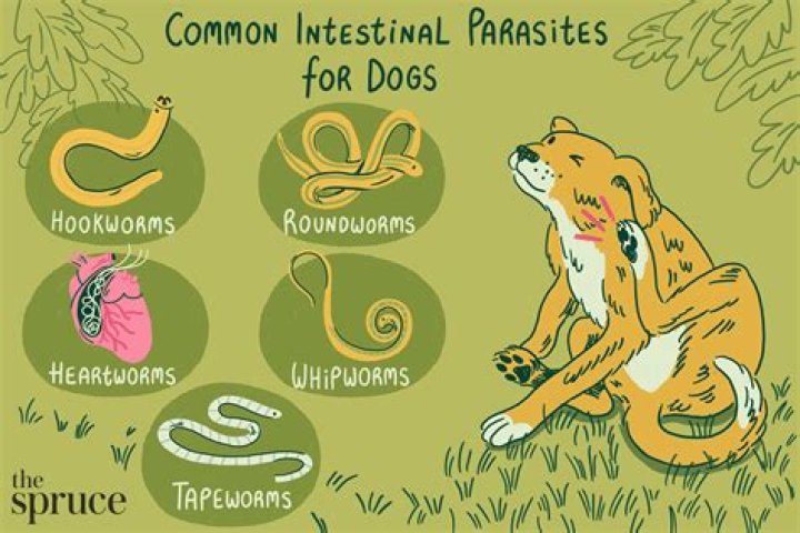 What should I do if my dog has worms?