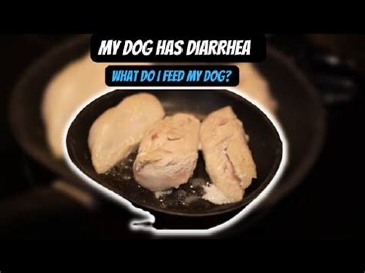 What should I feed my dog if he has diarrhea?
