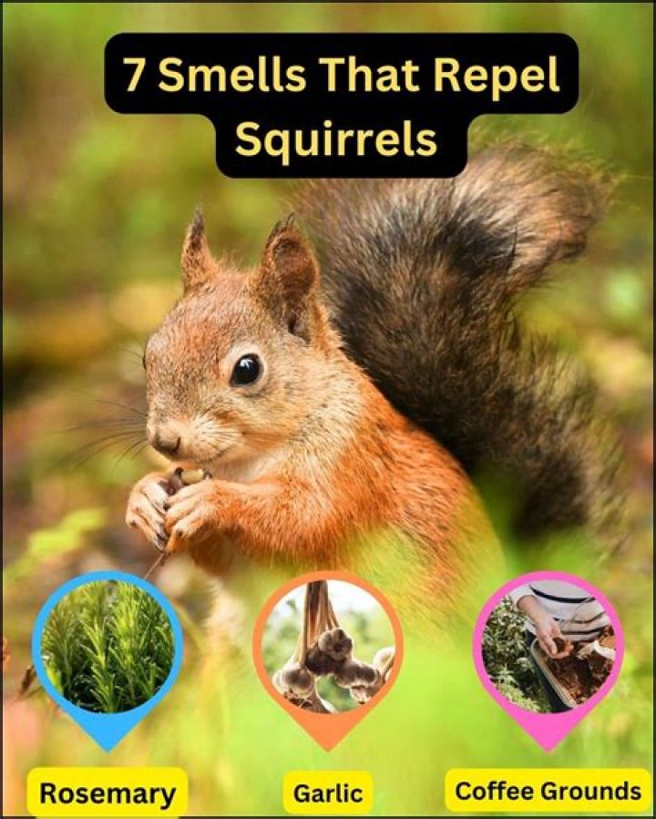 What smell deters raccoons?