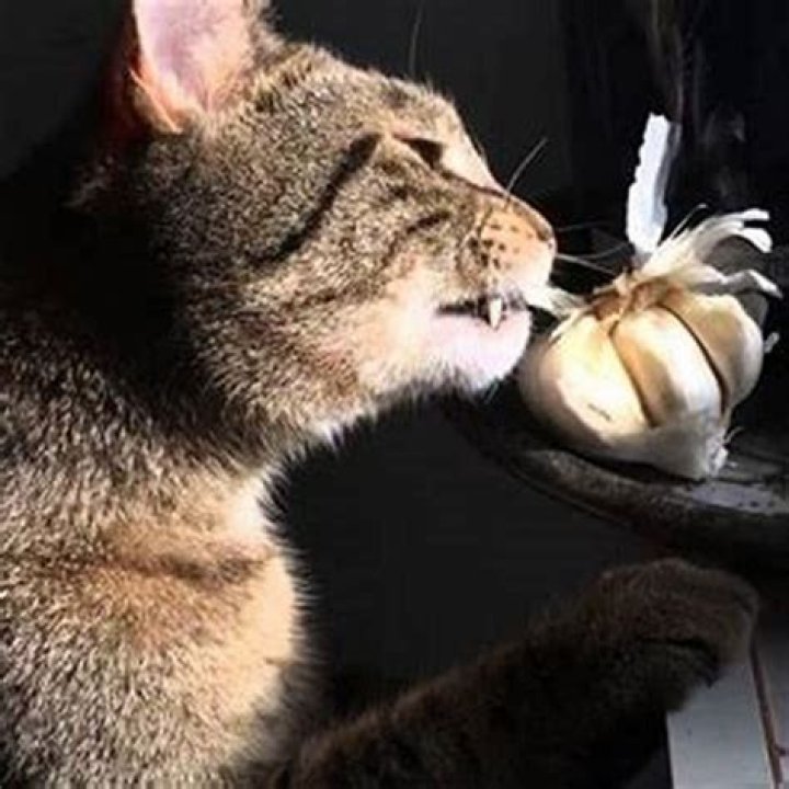 What smell do cats love the most?