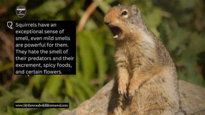 What smells do squirrels hate?