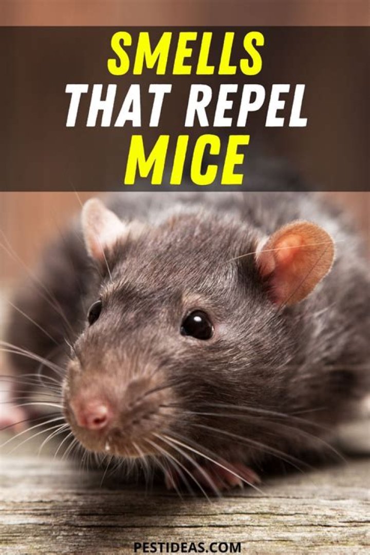 What smells will keep mice away?
