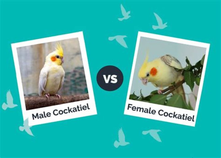 What sounds do female cockatiels make?