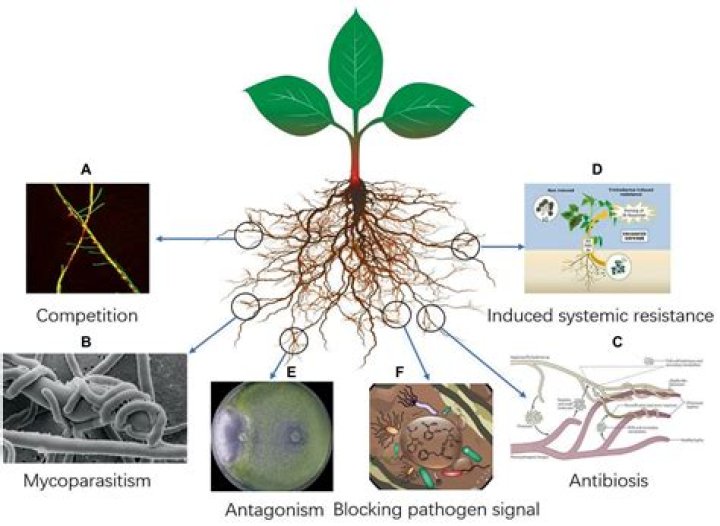 What stimulates plant growth?