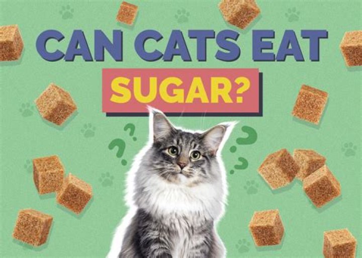 What sweet things can dogs eat?