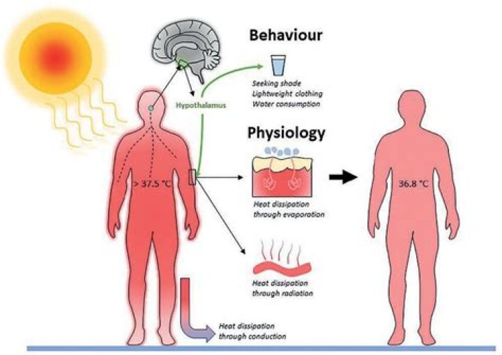 What temperature is too hot for humans to survive?
