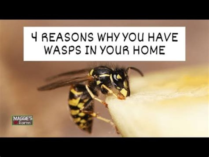 What to do if wasps are in your walls?